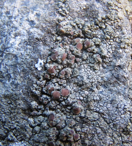 Lecania brunonis
