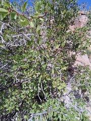 Pseudoziziphus parryi