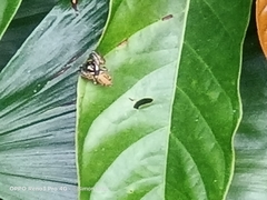 Hyllus diardi