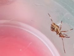 Leptoglossus