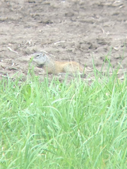 Poliocitellus franklinii