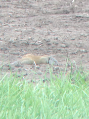 Poliocitellus franklinii