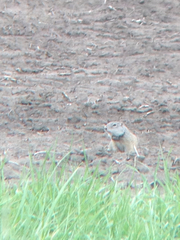 Poliocitellus franklinii