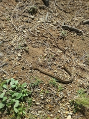 Thamnophis scalaris