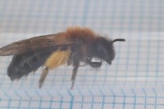 Andrena bicolor