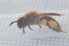 Andrena bicolor
