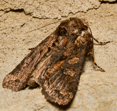 Chytonix palliatricula