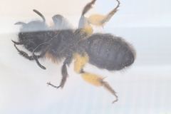 Andrena bicolor