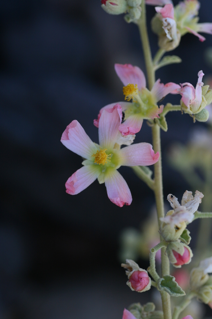 Palmer's Globemallow