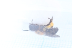 Andrena bicolor