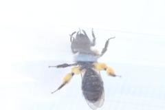 Andrena bicolor