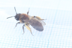 Andrena bicolor