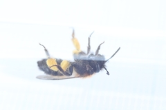 Andrena bicolor