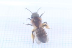 Andrena bicolor