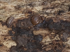 Armadillidium vulgare
