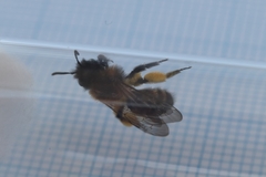 Andrena bicolor