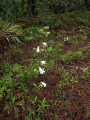 Penstemon multiflorus