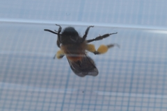 Andrena bicolor