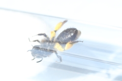 Andrena bicolor