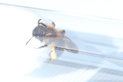 Andrena bicolor