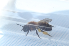 Andrena bicolor