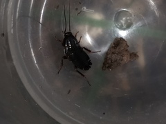 Ectobiidae