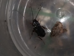Ectobiidae