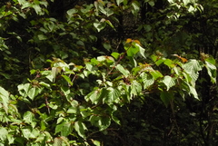 Viburnum betulifolium
