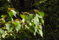 Viburnum betulifolium