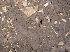 Euborellia annulipes