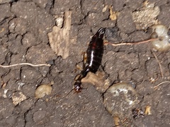 Euborellia annulipes