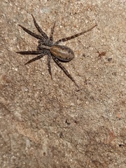 Lycosinae