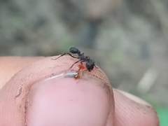 Formicidae