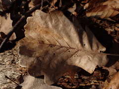Quercus × rosacea