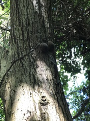 Caracolus