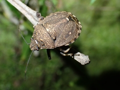 Platycoris bipunctatus