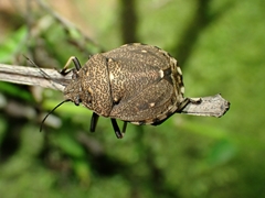 Platycoris bipunctatus