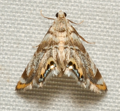Eoparargyractis irroratalis