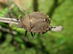 Platycoris bipunctatus