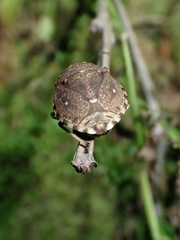 Platycoris bipunctatus
