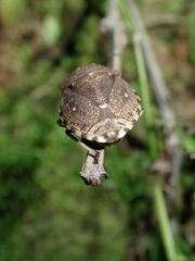 Platycoris bipunctatus