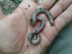 Clitellata