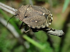Platycoris bipunctatus