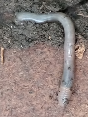 Clitellata