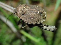 Platycoris bipunctatus