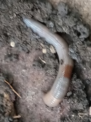 Clitellata