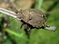 Platycoris bipunctatus