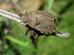 Platycoris bipunctatus