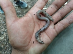 Clitellata