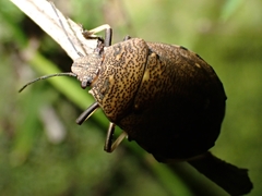 Platycoris bipunctatus